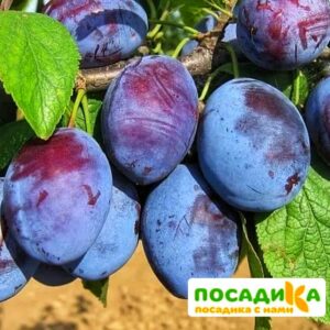 Слива Чачакская ранняя купить по цене от 229.00р. в интернет-магазине «Посадика» с доставкой почтой в в Ставрополе и по всей России – [изображение №1].