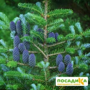 Пихта корейская (Abies koreana) купить по цене от 450.00р. в интернет-магазине «Посадика» с доставкой почтой в в Ставрополе и по всей России – [изображение №1].