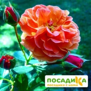 Роза Арабия купить по цене от 350.00р. в интернет-магазине «Посадика» с доставкой почтой в в Ставрополе и по всей России – [изображение №1].