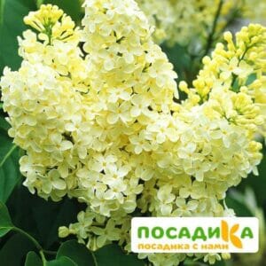 Сирень Примроуз (Primrose) купить по цене от 529.00р. в интернет-магазине «Посадика» с доставкой почтой в в Ставрополе и по всей России – [изображение №1].