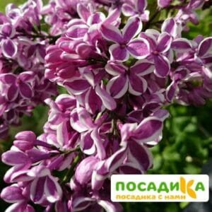 Сирень Сенсация купить по цене от 529.00р. в интернет-магазине «Посадика» с доставкой почтой в в Ставрополе и по всей России – [изображение №1].