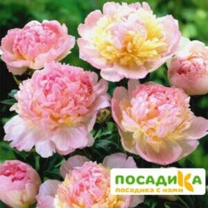 Пион Распберри Сандей (Paeonia Raspberry Sundae) купить по цене от 959р. в интернет-магазине «Посадика» с доставкой почтой в в Ставрополе и по всей России – [изображение №1].