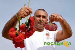 Клубника Гигант Джорнея купить по цене от 266р. в интернет-магазине «Посадика» с доставкой почтой в в Ставрополе и по всей России – [изображение №1].