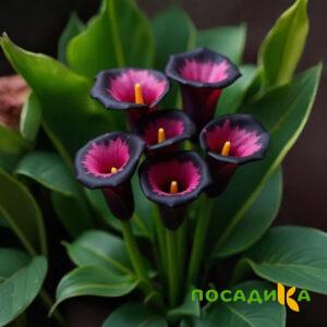 Калла Аура Лейс купить по цене от 400р. в интернет-магазине «Посадика» с доставкой почтой в в Ставрополе и по всей России – [изображение №1].