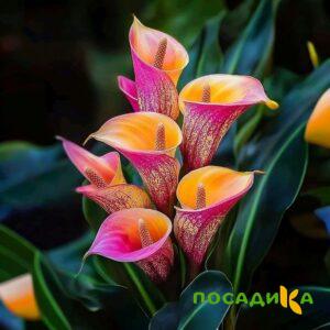 Калла Оникс купить по цене от 450р. в интернет-магазине «Посадика» с доставкой почтой в в Ставрополе и по всей России – [изображение №1].