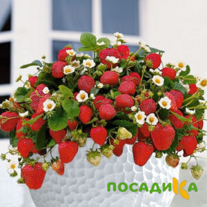 Клубника Рубиновый Шепот (горшечная) купить по цене от 240р. в интернет-магазине «Посадика» с доставкой почтой в в Ставрополе и по всей России – [изображение №1].