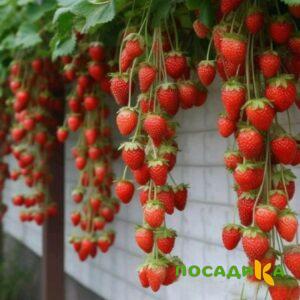 Клубника вьющаяся Комплимент купить по цене от 470р. в интернет-магазине «Посадика» с доставкой почтой в в Ставрополе и по всей России – [изображение №1].