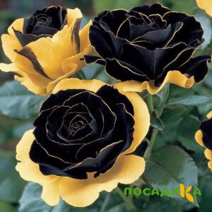 Роза Ханни Сикл купить по цене от 700р. в интернет-магазине «Посадика» с доставкой почтой в в Ставрополе и по всей России – [изображение №1].