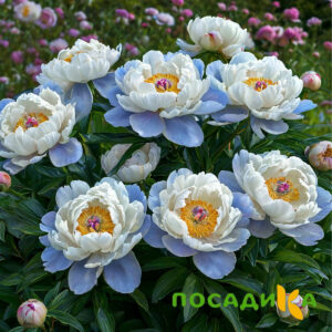 Пион акварельный Этюд купить по цене от 806р. в интернет-магазине «Посадика» с доставкой почтой в в Ставрополе и по всей России – [изображение №1].