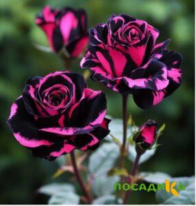 Роза Багровый Шепот купить по цене от 366р. в интернет-магазине «Посадика» с доставкой почтой в в Ставрополе и по всей России – [изображение №1].