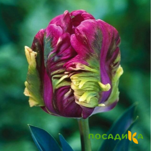 Тюльпан Экзотик Хэвен купить по цене от 186р. в интернет-магазине «Посадика» с доставкой почтой в в Ставрополе и по всей России – [изображение №1].