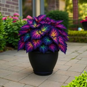 Хоста Фрости Блю купить по цене от 389р. в интернет-магазине «Посадика» с доставкой почтой в в Ставрополе и по всей России – [изображение №1].