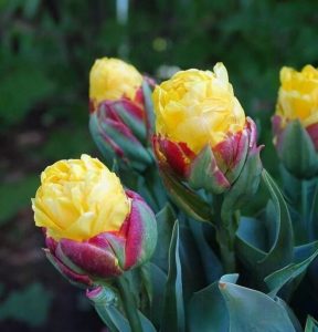 Тюльпан Айс Крим Банана купить по цене от 360р. в интернет-магазине «Посадика» с доставкой почтой в в Ставрополе и по всей России – [изображение №1].