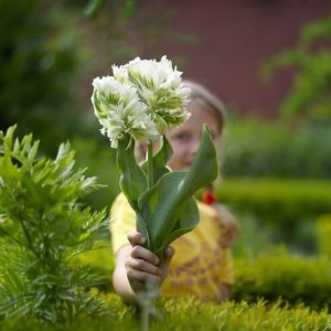 Тюльпан Супер Пэррот купить по цене от 360р. в интернет-магазине «Посадика» с доставкой почтой в в Ставрополе и по всей России – [изображение №1].