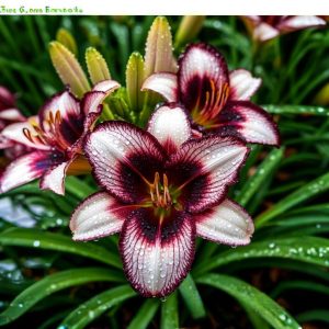 Лилейник Крим Сикл купить по цене от 799р. в интернет-магазине «Посадика» с доставкой почтой в в Ставрополе и по всей России – [изображение №1].