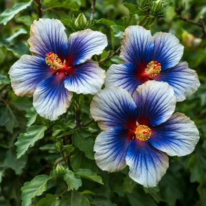 Гибискус Илюжн Вилью купить по цене от 259р. в интернет-магазине «Посадика» с доставкой почтой в в Ставрополе и по всей России – [изображение №1].