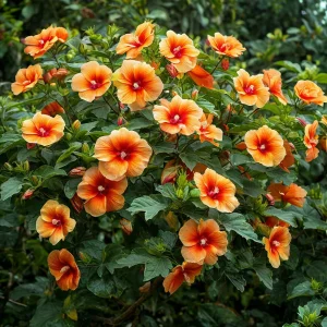 Гибискус Кристал Рэй купить по цене от 458р. в интернет-магазине «Посадика» с доставкой почтой в в Ставрополе и по всей России – [изображение №1].