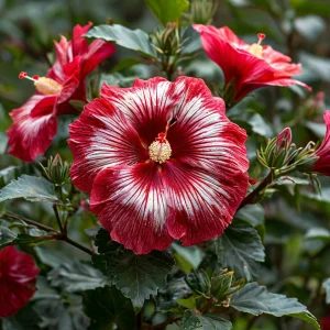 Гибискус Пурпл Мистик купить по цене от 360р. в интернет-магазине «Посадика» с доставкой почтой в в Ставрополе и по всей России – [изображение №1].