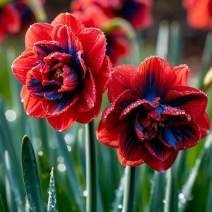 Нарцисс Эрличе купить по цене от 386р. в интернет-магазине «Посадика» с доставкой почтой в в Ставрополе и по всей России – [изображение №1].